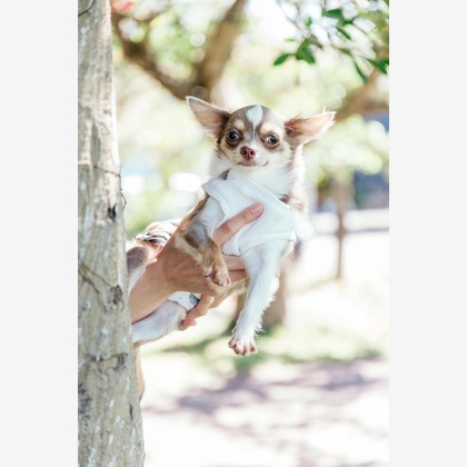 ポートレート沖縄が撮影した「:albumName」の写真