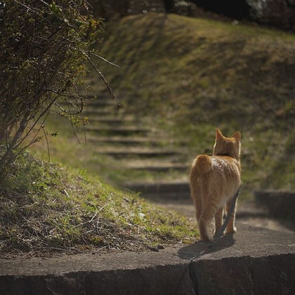 どんじょ斉藤が撮影したウェディングや家族、ビジネスの写真