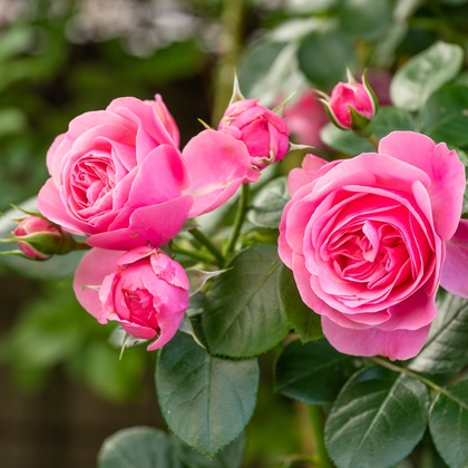 オフィス 芦野が撮影したウェディングや家族、ビジネスの写真