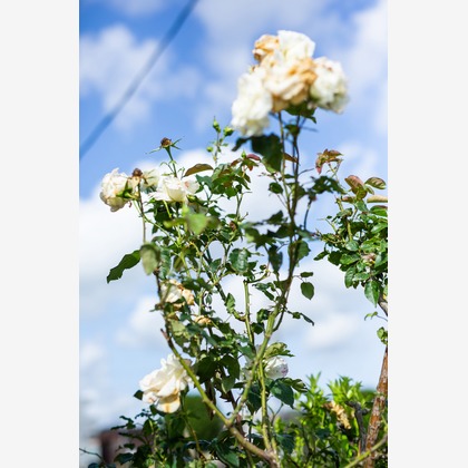 内山慎也が撮影した商品/物撮りの写真