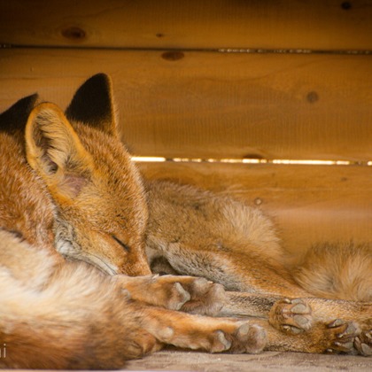 水嶋 将太が撮影した「:albumName」の写真
