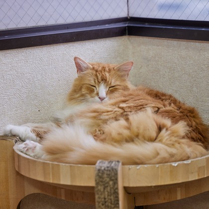 有限会社エルフラットが撮影したイベント/スナップ撮影の写真