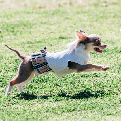 ポートレート沖縄が撮影した「ペット撮影」の写真