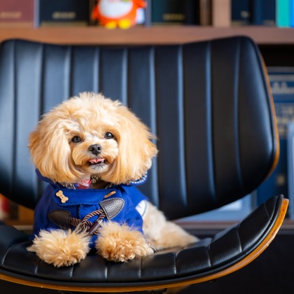 Tajimaが撮影した「ペット」の写真