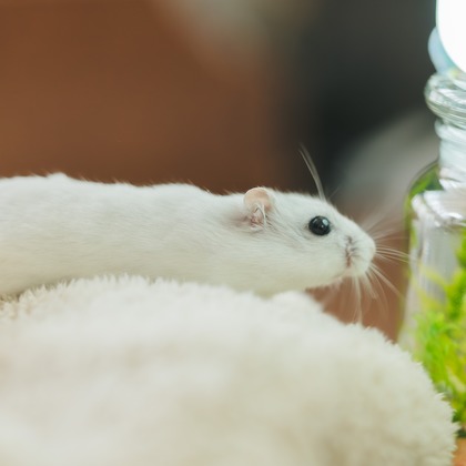 玉城　肇が出張撮影したムロイド, ハムスター, 齧歯類などが写った「ペット撮影」の家族写真