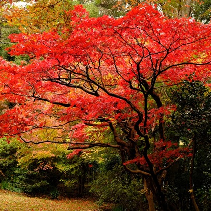 KotobukiPhotosが撮影した「:albumName」の写真