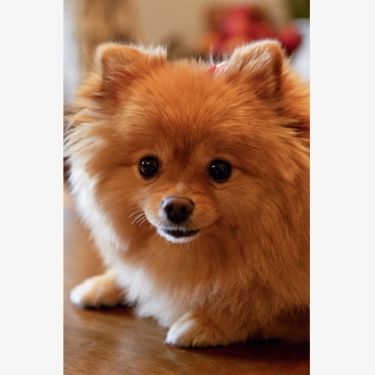 クマが撮影したウェディングや家族、ビジネスの写真