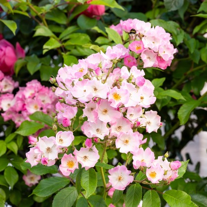 オフィス 芦野が撮影したウェディングや家族、ビジネスの写真