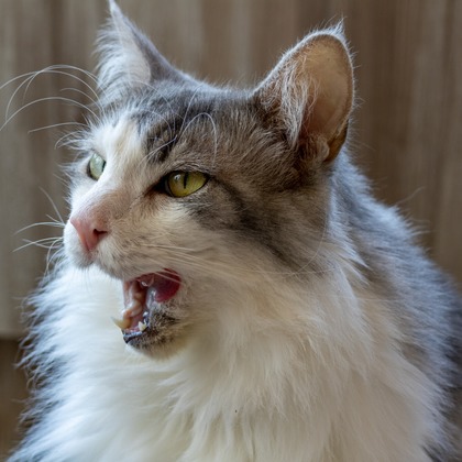 沖山俊樹が撮影した「:albumName」の写真