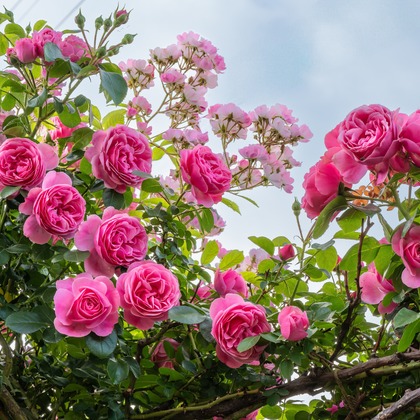 オフィス 芦野が撮影した「:albumName」の写真