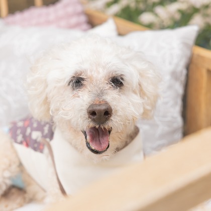 ミヤタカズコが撮影した「:albumName」の写真