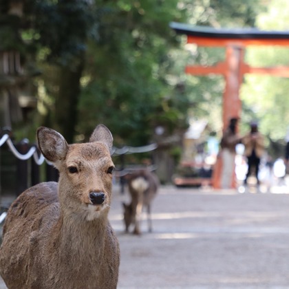 えむあんりみてっどが撮影した「旅先の風景」の写真
