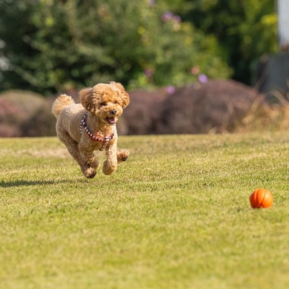 あなたの写真館が撮影した「:albumName」の写真