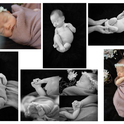 アラタンホヤガが撮影した「:albumName」の写真