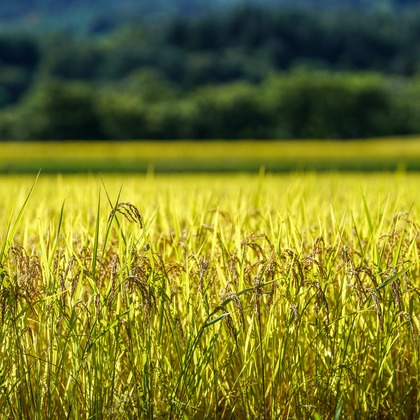 KurickMarry結婚相談所 丨 栗山　稔が撮影した「:albumName」の写真