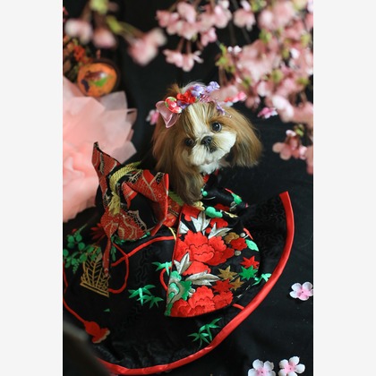 高橋 透（Coo&Sea STUDIO代表）が出張撮影した「お正月撮影会2020@新横浜Coo&Sea STUDIO」の家族写真