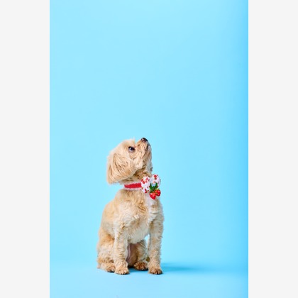 クリエイティブツリーが撮影した「:albumName」の写真