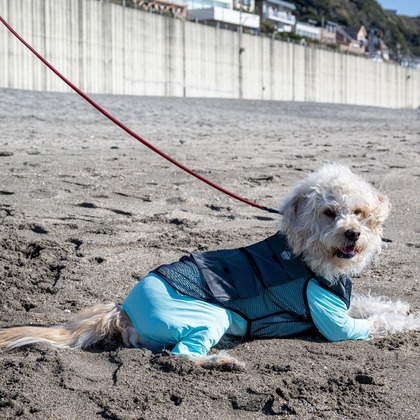吉田佳央が撮影した「DOG SHOOTING」の写真