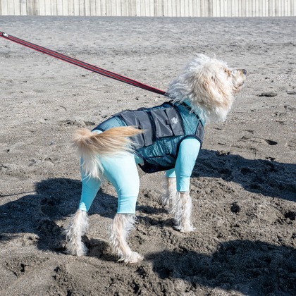 吉田佳央が撮影した「DOG SHOOTING」の写真