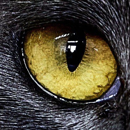 有限会社エルフラットが撮影したイベント/スナップ撮影の写真