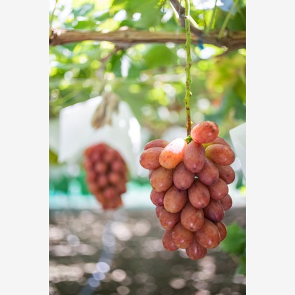 大森美紗生が撮影した店舗/オフィス/サロン撮影/商品/物撮りの写真