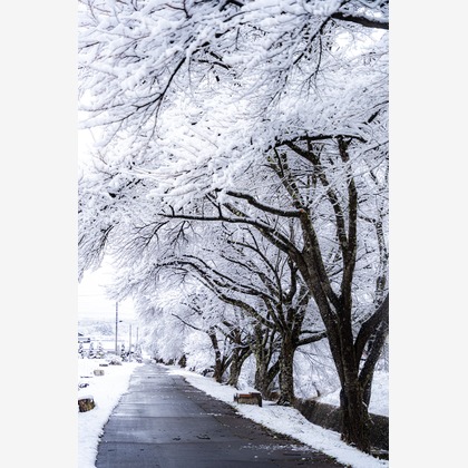 村のくまが撮影した「:albumName」の写真