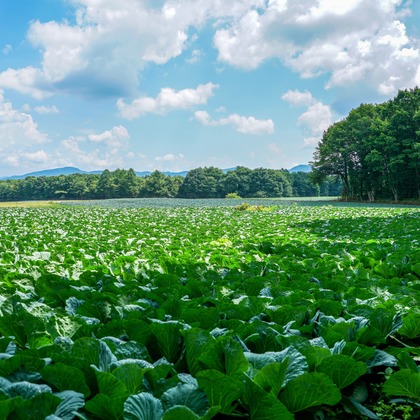KurickMarry結婚相談所 丨 栗山　稔が撮影した「:albumName」の写真