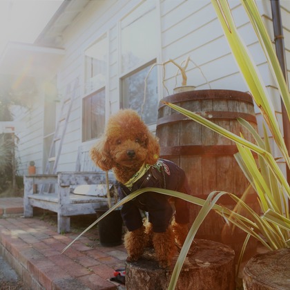 Photographer  Tomoが撮影したウェディングや家族、ビジネスの写真