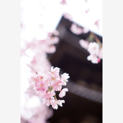 難波卓美が撮影したイベント/スナップ撮影の写真