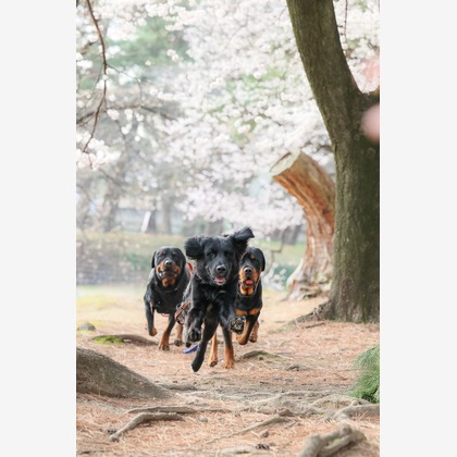 株式会社Neo-Smile 「locationbreeze」高橋 徹が出張撮影した「ペット」の家族写真