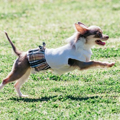 ポートレート沖縄が撮影した「ペット撮影」の写真