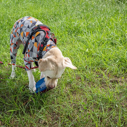吉田佳央が撮影した「DOG SHOOTING」の写真