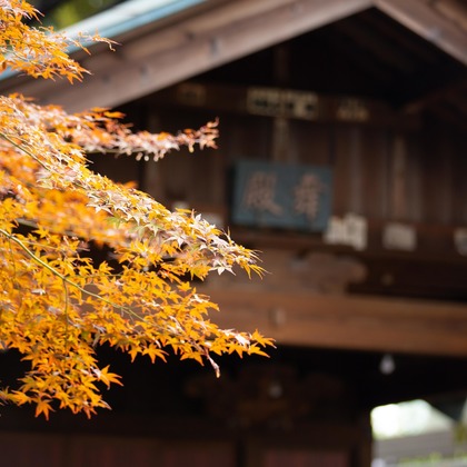 T.Matsumuraが出張撮影したカエデの葉, 振袖, 立っているなどが写った「お宮参り(着物)&七五三＠大森熊野神社」の家族写真