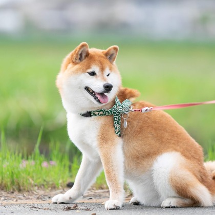 インスタントソイ合同会社　井上泰徳が撮影したウェディングや家族、ビジネスの写真