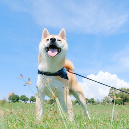 Photo of couple photo shoot taken by 高夏写真店