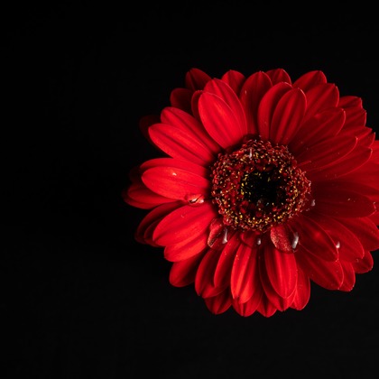 Hiroki Nakane Photographyが撮影した料理撮影/商品/物撮りの写真