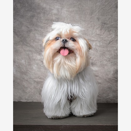 福田博之が撮影した「ペット撮影」の写真