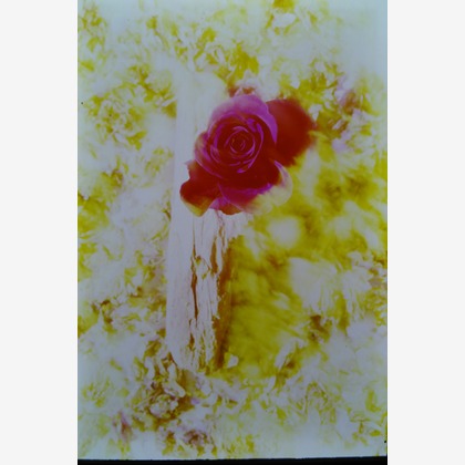 baysidecoyoteが撮影したその他の写真