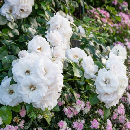 オフィス 芦野が撮影したウェディングや家族、ビジネスの写真