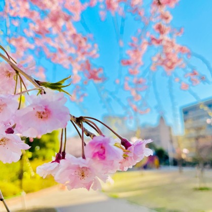 Takeuchi Shunsukeが撮影したその他の写真