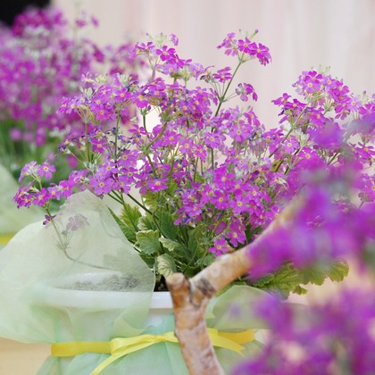 出張撮影のメモリーズが撮影した「:albumName」の写真