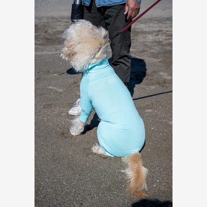 吉田佳央が撮影した「DOG SHOOTING」の写真