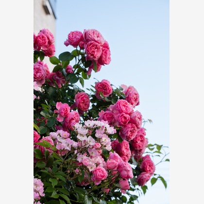 オフィス 芦野が撮影したウェディングや家族、ビジネスの写真