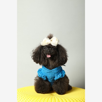 O.C.Photo.Studioが撮影したウェディングや家族、ビジネスの写真