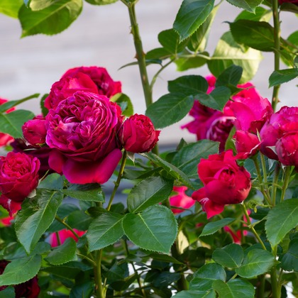 オフィス 芦野が撮影したウェディングや家族、ビジネスの写真