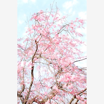 blink photoが撮影したウェディングや家族、ビジネスの写真