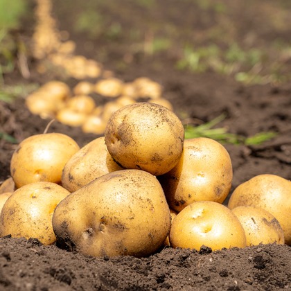 石橋宙大が撮影したウェディングや家族、ビジネスの写真