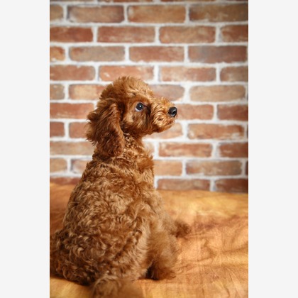 管野　利が撮影した「ワンちゃん」の写真