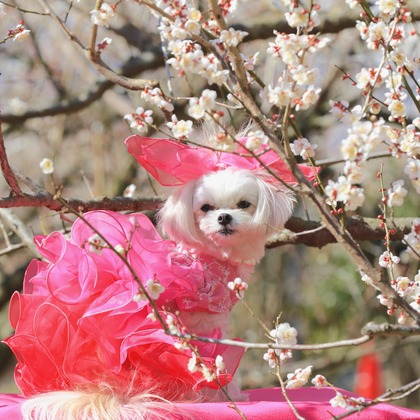 高橋 透（Coo&Sea STUDIO代表）が撮影した「:albumName」の写真