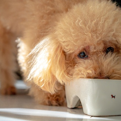 高木勇斗が撮影したイベント/スナップ撮影の写真